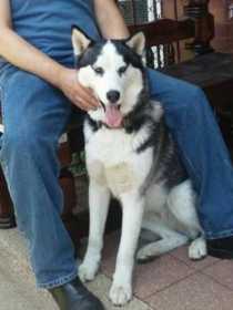 Stolen Dog