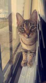 Stolen Cat