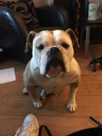 Stolen Dog
