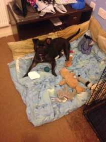 Stolen Dog