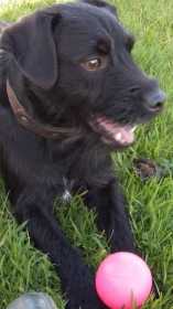 Stolen Dog
