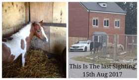 Stolen Horse