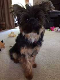 Stolen Dog