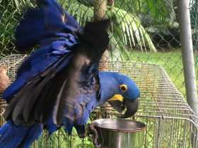 Stolen Macaw