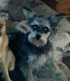 Stolen Dog