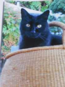 Stolen Cat