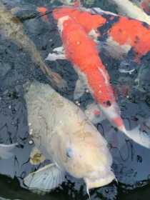 Stolen Fish