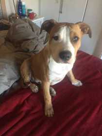 Stolen Dog