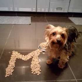 Stolen Dog