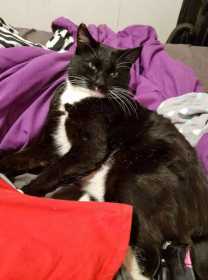 Stolen Cat