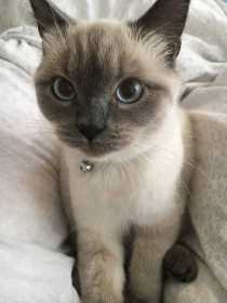 Stolen Cat