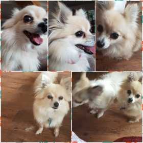 Stolen Dog