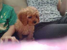 Stolen Dog