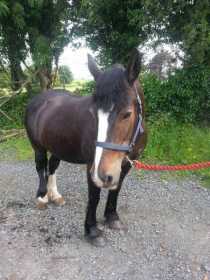 Stolen Horse