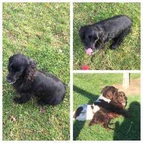 Stolen Dog