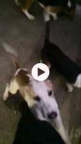 Stolen Dog