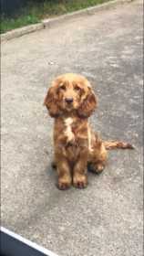 Stolen Dog