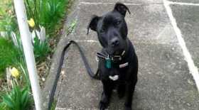 Stolen Dog