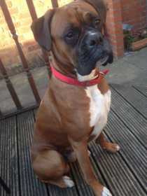 Stolen Dog