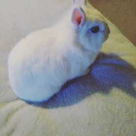 Stolen Rabbit