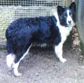 Stolen Dog