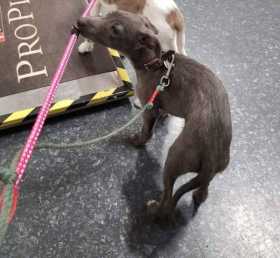 Stolen Dog