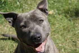 Stolen Dog