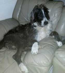 Stolen Dog