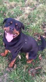 Stolen Dog
