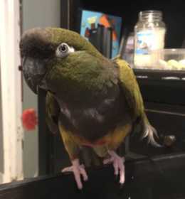 Stolen Conure