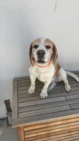 Stolen Dog