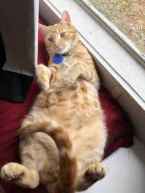 Stolen Cat