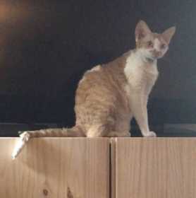 Stolen Cat