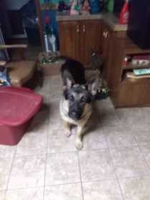 Stolen Dog