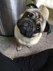 Stolen Dog