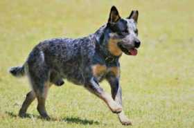 Stolen Dog