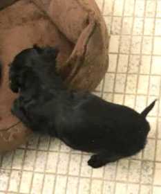 Stolen Dog