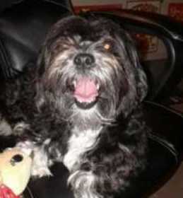 Stolen Dog