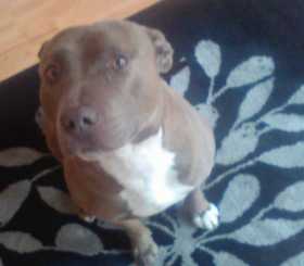 Stolen Dog