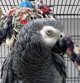 Stolen African Grey