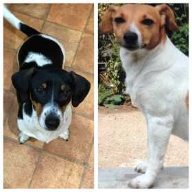 Stolen Dog
