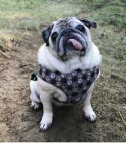 Stolen Dog