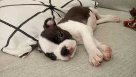 Stolen Dog