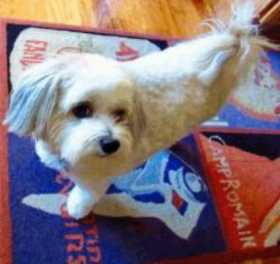 Stolen Dog
