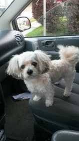 Stolen Dog