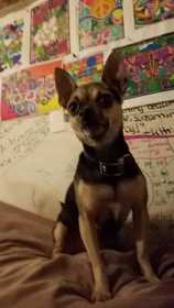 Stolen Dog