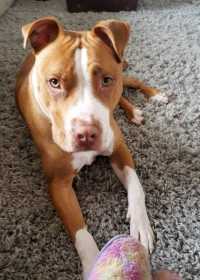 Stolen Dog