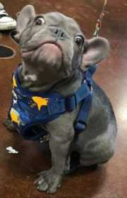 Stolen Dog