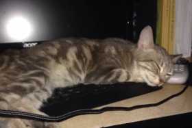 Stolen Cat