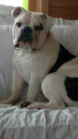 Stolen Dog